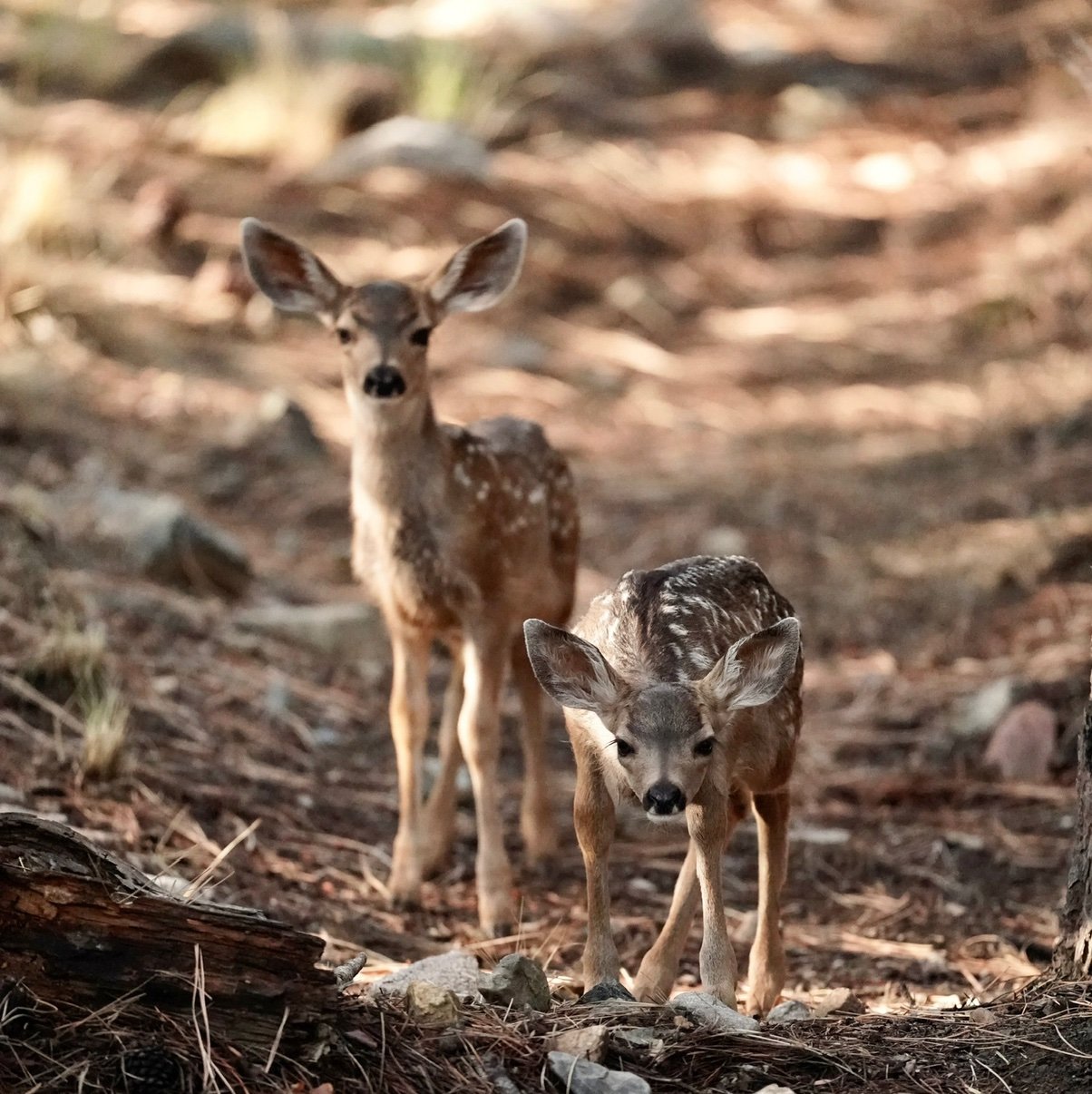 Adchix's profile picture. Outdoor professional who believe in marking the most of life and the magic the outdoors offers us.
