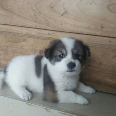 Ching7783010059's profile picture. 'Home where woe turns bliss'- Meow🐾🍁🍞🐈🌨️🌾