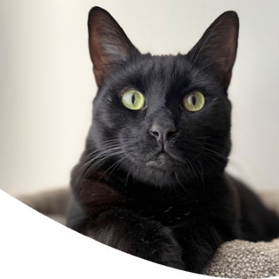 aragonshad0412's profile picture. 