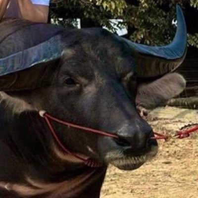 srchastrong's profile picture. here for @AngelssBecky & @srchafreen | fan account