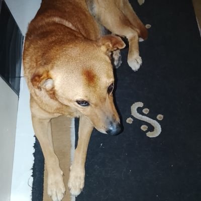 InsomniaRevenet's profile picture. 