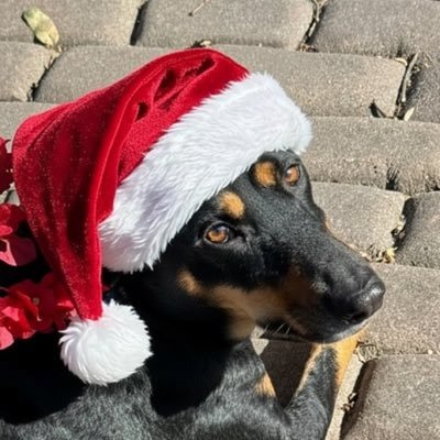 ItanoGary's profile picture. 100%TSLA Roth. Tagged “Crunch” b4 GH handshake 4 COBOL enablement. ISSA/CISSP co-fndr. fmr.JACL-LA Pres. UCLA ASU Dir., TSLA YLR/3P/CT https://t.co/HQmKzSlV9r