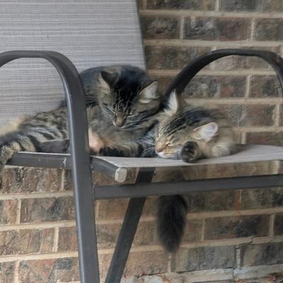 AJJAXEN's profile picture. (infj) Silly Lil Gaymer Nerd :) // Retro Tech Enthusiast, Photographer, Kindle modder, OpenCore user, Steam Deck emulator, 3ds modder, & Pixel user 😸📱📸🎮