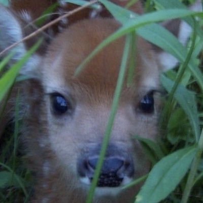 lesbinoo's profile picture. Sunsun married