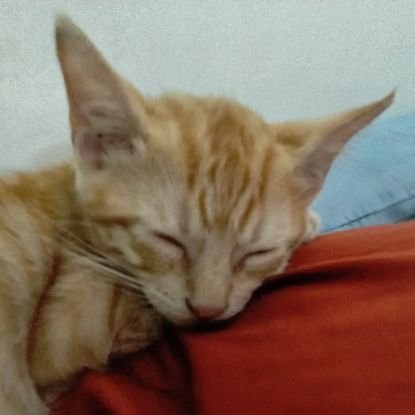 sssensssai's profile picture. living for today