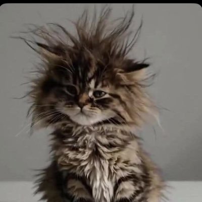 mapIekeys's profile picture. Canadian Heat Wave🇨🇦 philosopher 🤔Tarot✨Kittens and Cookies💫