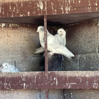 FarasinDemhat's profile picture. 