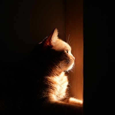 idailycats's profile picture. 