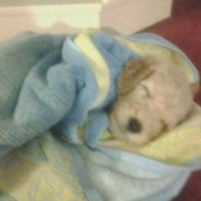 intothewoodzzz's profile picture. 