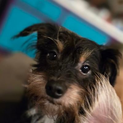 clevergirlname's profile picture. Tiny House Mama.
I have a yurt.
I like rainbows and guinea hens.
I teach preschoolers and toddlers.