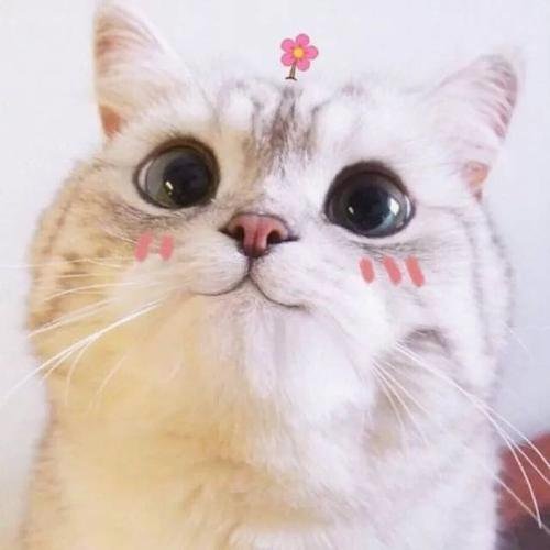 ShaktiR33102046's profile picture. Why are avocados so expensive?