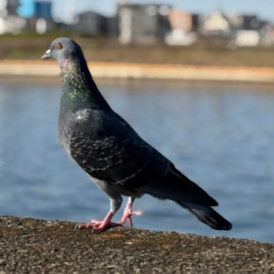 mopisec's profile picture. A malware analyst, digital forensic investigator, and threat researcher. Speaker at BSides Tokyo and VB.