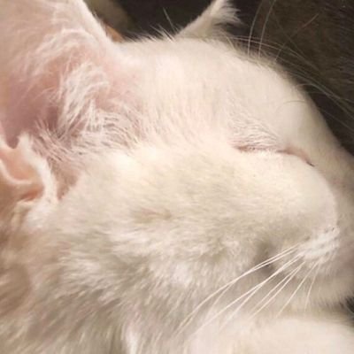 pomonary's profile picture. ㅤㅤㅤㅤhttps://t.co/9EpunRP5WA —  maybe i'm just an idiot