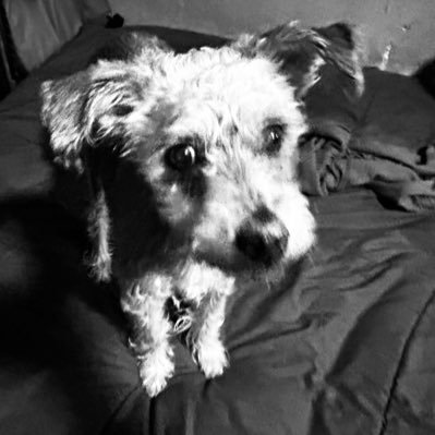 unperritoqmiau's profile picture. Arquitecta de mi propia autodestrucción | Escrita y dirigida por Aki Kaurismäki | No DM