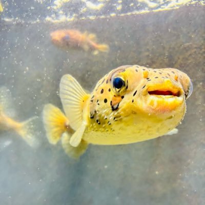 kento_prop's profile picture. フリーランス動画編集者｜個人事業主
YouTube・ショート動画編集
ゲミカム受講済み
丁寧な編集／柔軟な修正対応
平日中心に稼働｜DM24h以内返信
ご相談はDMまで