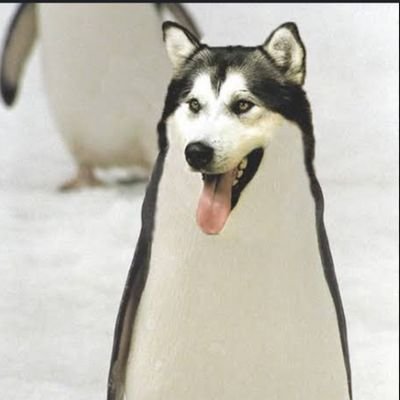 lzcd11's profile picture. I use arch btw