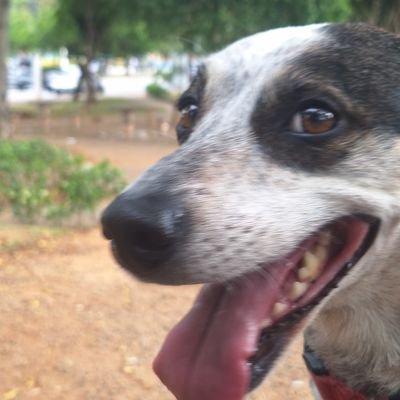 dissleixado's profile picture. Salvando latinhas e recolhendo pessoas na bacia das almas.