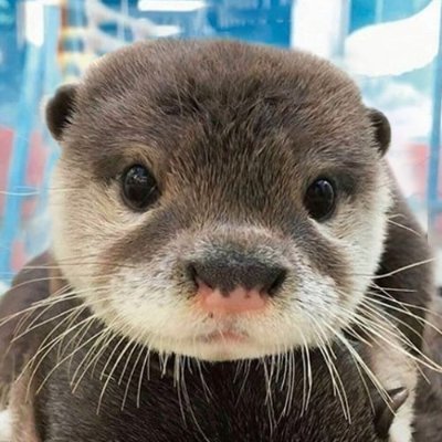 Zh0u118846's profile picture. Exploring Web3 & DeFi Alphas | @Mitosisorg Contributor & Chad @Multiplifi | Tweets are my own