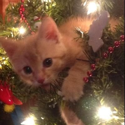 w_volley_vv's profile picture. 페퍼 응원하는 데브옵스 엔지니어