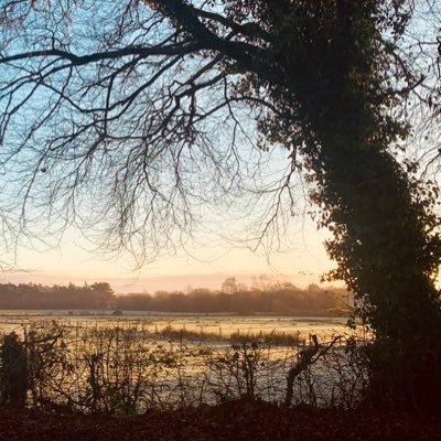 little_zephyr's profile picture. 