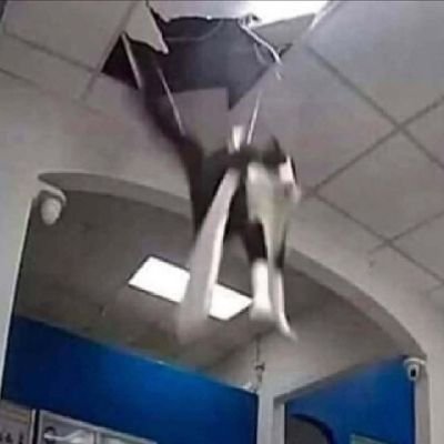 Cris_PurpleFox's profile picture. Digital Artist 🐰🃏 

Discord: cris_purplefox

OshiMarks seized:
🦈🌊🦜💤🐸🎮🐲☁️⭐🌙 🩷🎀⭐🎮🧶🍅
 👽🌿