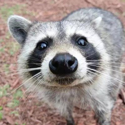 silfaster1's profile picture. silfasterslinger@gmail.com