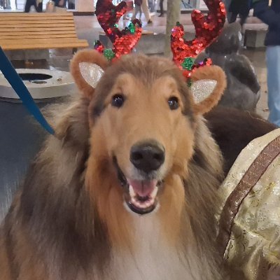 ItCollie's profile picture. Wir sind Lucien und Gavriel, die IT-Collies von Collie-IT.

#ZSHQ #ZSMedics #theruffriderz