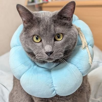 38ZAc0eBxa47EAV's profile picture. #猫 大好き😽 
おっとり穏やかなトン♂12歳(キジトラ)、ツンデレなポコ♂10歳(灰色mix)の父親です👍トンポコの日常をツイートさせて頂きます🐱プロフィールは@a71923まひまひさんに描いて頂きました✨#韓国ドラマ も大好きです✌️ 弟も猫大好き→@H2gOscar も一緒に宜しくお願いします