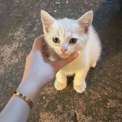 Yahyaa232's profile picture. 🦅 Eyes on goals, not on people.