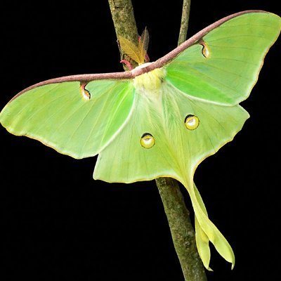 reallylikemoths's profile picture. 