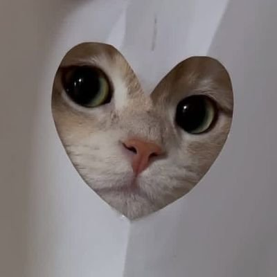 imbofido's profile picture. Cats and Jacobo Grinber stuff.