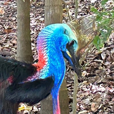 antimon_Sb's profile picture. 作曲、イラスト、ゲーム制作(プチコン4)