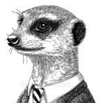 meerkat24's profile picture. Private High School Founder, Treading water in a swirling sea of CA TiDy Bowl blue, ready for the real storm to arrive. But NCSWIC