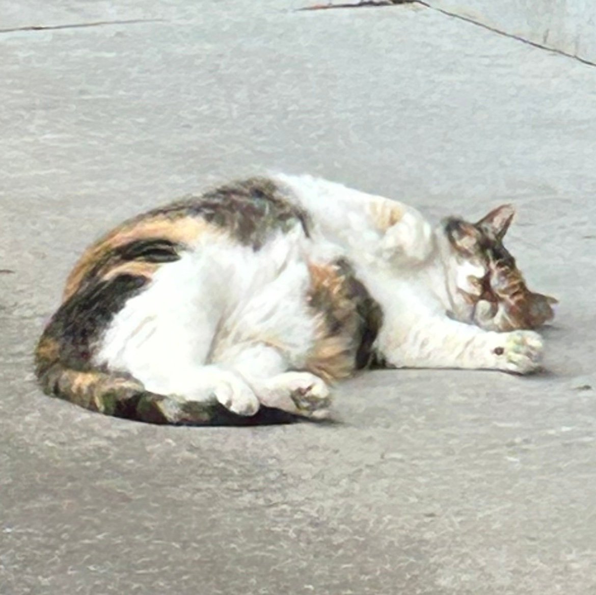 Momoofw1's profile picture. 