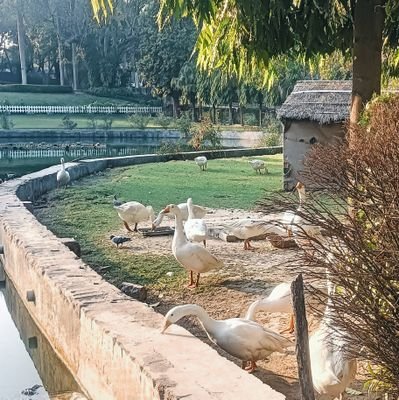 AmanSha57475309's profile picture. 👨‍💻 Tech Student  |   Software Engineer in Making ⚙️l  Data Analytics.  | Cloud ☁️  Future Founder 🚀 l Building ideas into impact l But fun 😉
#BuildInPublic