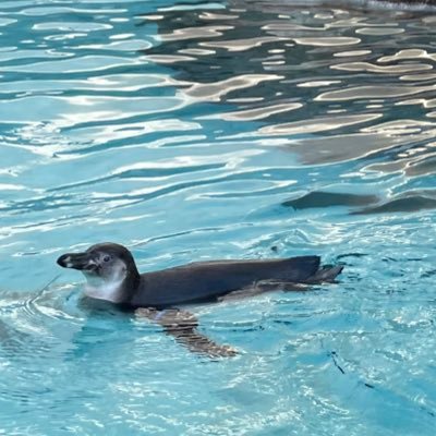 ninorix's profile picture. Hey!Sɑy!JUMPと嵐とオリックスが大好き 【推し】JUMP→箱推し寄りの有岡担 嵐→箱推し寄りのニノ担🐮#0#64#67(最推し)🍫#61📱#31#47#62🦅#50#51#62🐉#90 他G担・他球団ファンの方とも仲良くしたいです！※常時うるさいです