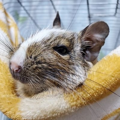 aquan1220's profile picture. コップレなんかもやってた時期ありましたヾ(:3ﾉｼヾ)ﾉｼ”
ももクロちゃん達を応援して10年以上が経った。
父さん(フサオさん)の動画ばかりを見てます( *¯ ³¯*)
。
デグーマウスとチンチラを飼ってます。ただただうちの子可愛いです。
あとはパチンコも少々嗜みます。
可愛具家でハンドメイドものを作成中(・∪・)