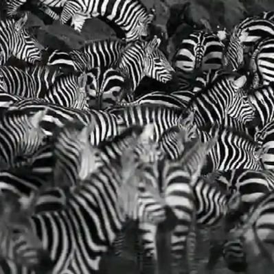 Waphemasuku's profile picture. Just me