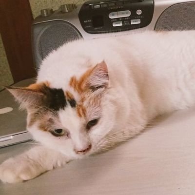 kaeshikaji's profile picture. Against imperialism, zionism, eugenics, nationalism, colonialism, &ethnic cleansing. Abolish the monarchy. Anti-ablism Stand w/ ppl in 🇵🇸
anti US-led🌍 日中友好