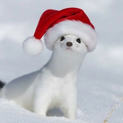 KiyoakiOkojo's profile picture. I am literally a stoat ( ՞・ω・՞) // meaning follows beauty