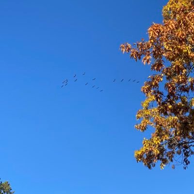 Martalauscht's profile picture. Normalität mit 💓,naturverbunden,🚜,Gesundheitswesen, Studiert, ohne Denkverbote 💃🏼 gegen Extreme und Ideologie, Demokratie = Meinungsfreiheit 🕊️🕊️🕊️