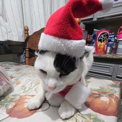 AngelOzuna2011's profile picture. love my cats, A BIG FNF fan, Fortnite master, Brawl Stars, an expert gamer at FPS games, friend of SubhanCJ! 
Discord: angelitosigma
FNF Artist/Animator = Soon