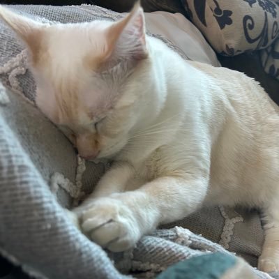 23heilman's profile picture. I love my country🇺🇸 Happily married….I’m holding-onto Hope to get me through! The World 🌏has gone crazy…. I stand with Israeli! 🇮🇱🇺🇸 GOD BLESS!