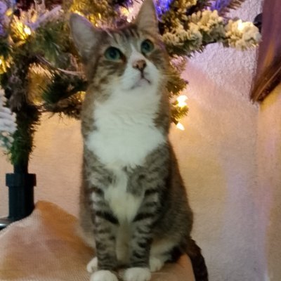 AnaGascaa's profile picture. Vegan/Metal/Horror/GascaZoo