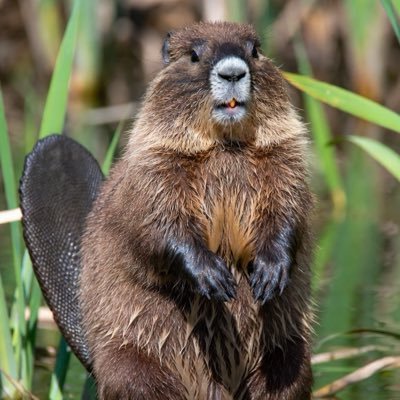 azginkunduz's profile picture. 