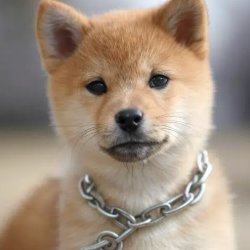 OnchainGoat001's profile picture. 