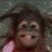 maymunusi's profile image