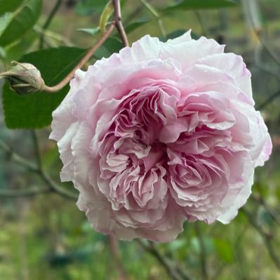 rose11one's profile picture. 薔薇と犬がすき🐶🌹1982年から安全地帯&玉置浩二の大ファン （結婚、子育て、職場復帰でちょいと離れた時期あり） 1965年生まれ 医療従事者💉 宮城県  Cherry🍒会員