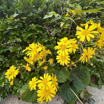 yukari444444273's profile picture. X最近はじめたばかりです 2026年はオンラインで講座をやりたい