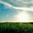 fieldcham349's profile image